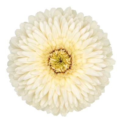 GERBERA POMPONI - WHITE