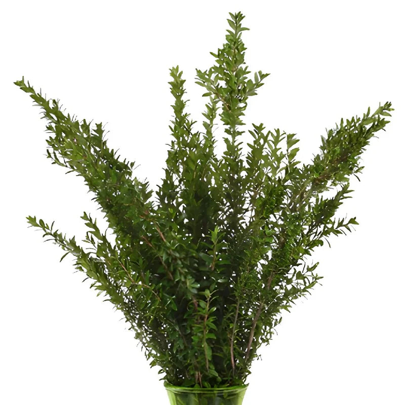 GREENERY - MINI MYRTLE