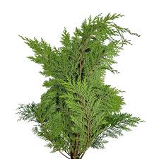 GREENERY - PORT ORFORD CEDAR 2#