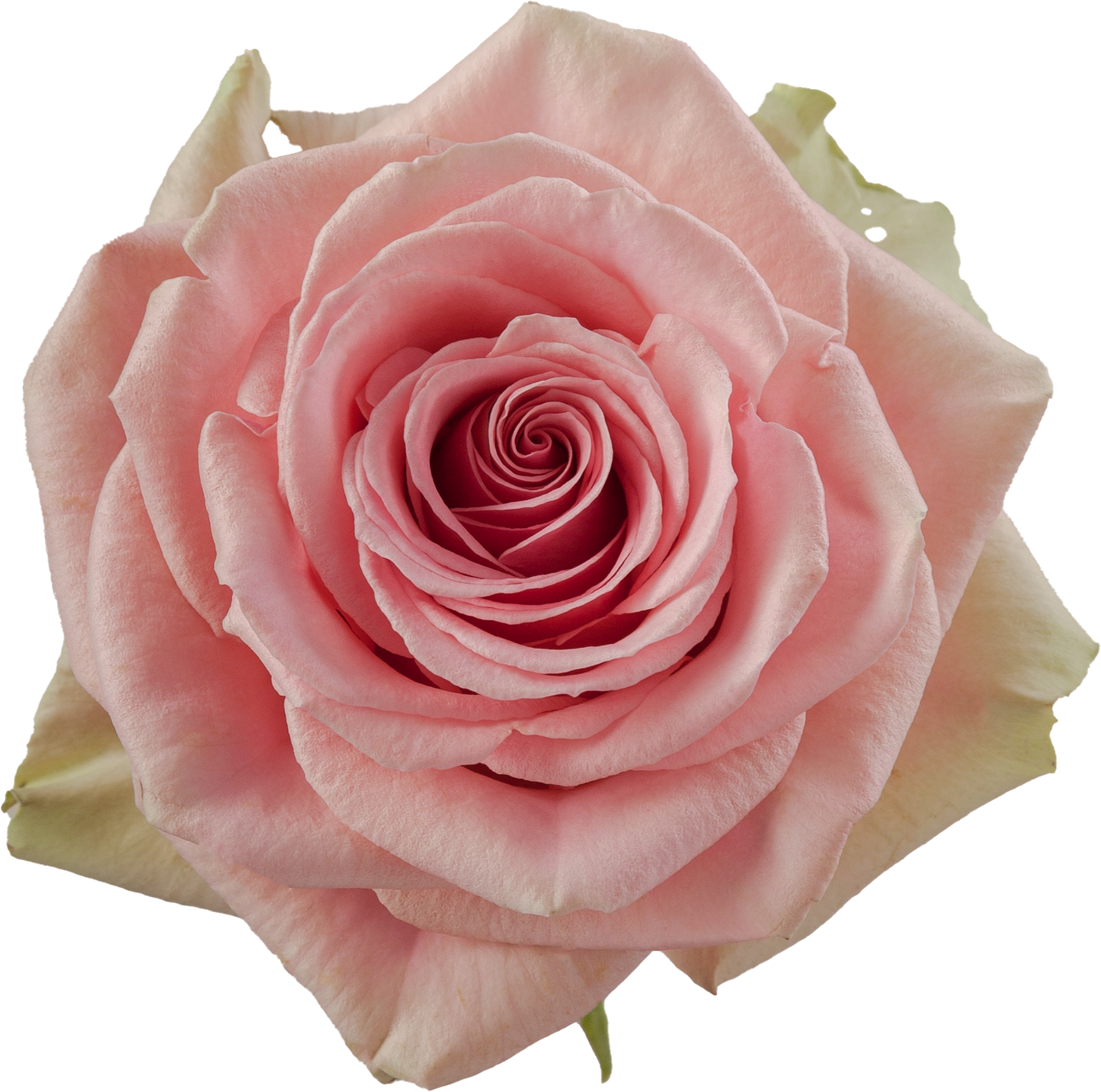 ROSE - PINK GERALDINE