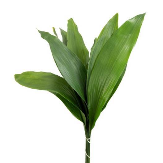 GREENERY - GREEN ASPIDISTRA