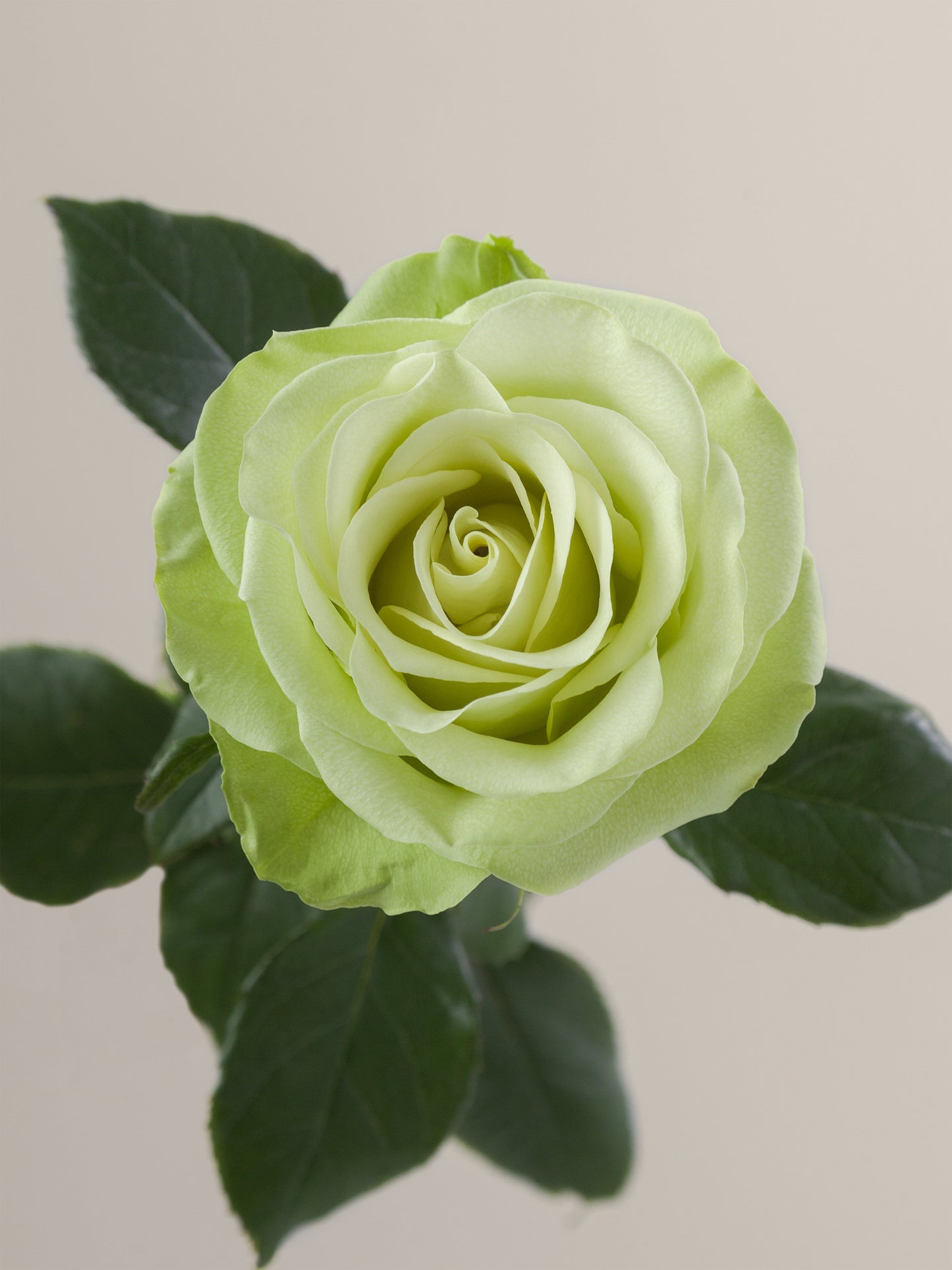 ROSE - GREEN ROMANCE
