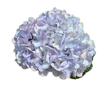 HYDRANGEA - LAVENDER