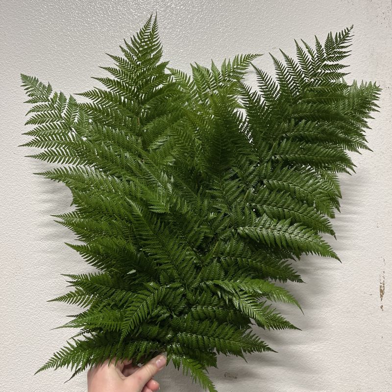 GREENERY - HELECHO FERN