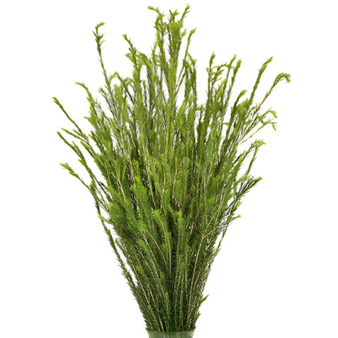 GREENERY - HONEY BRACELET