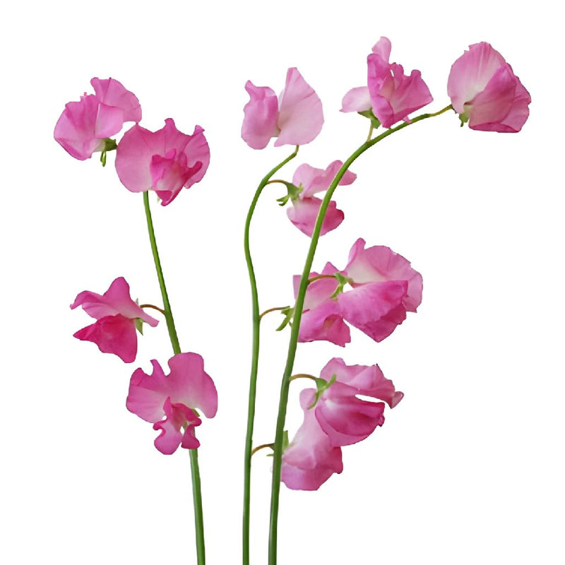 SWEET PEA - PINK