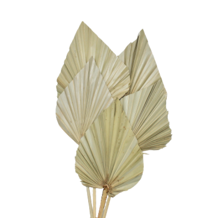 DRIED PALM SPEAR - NATURAL