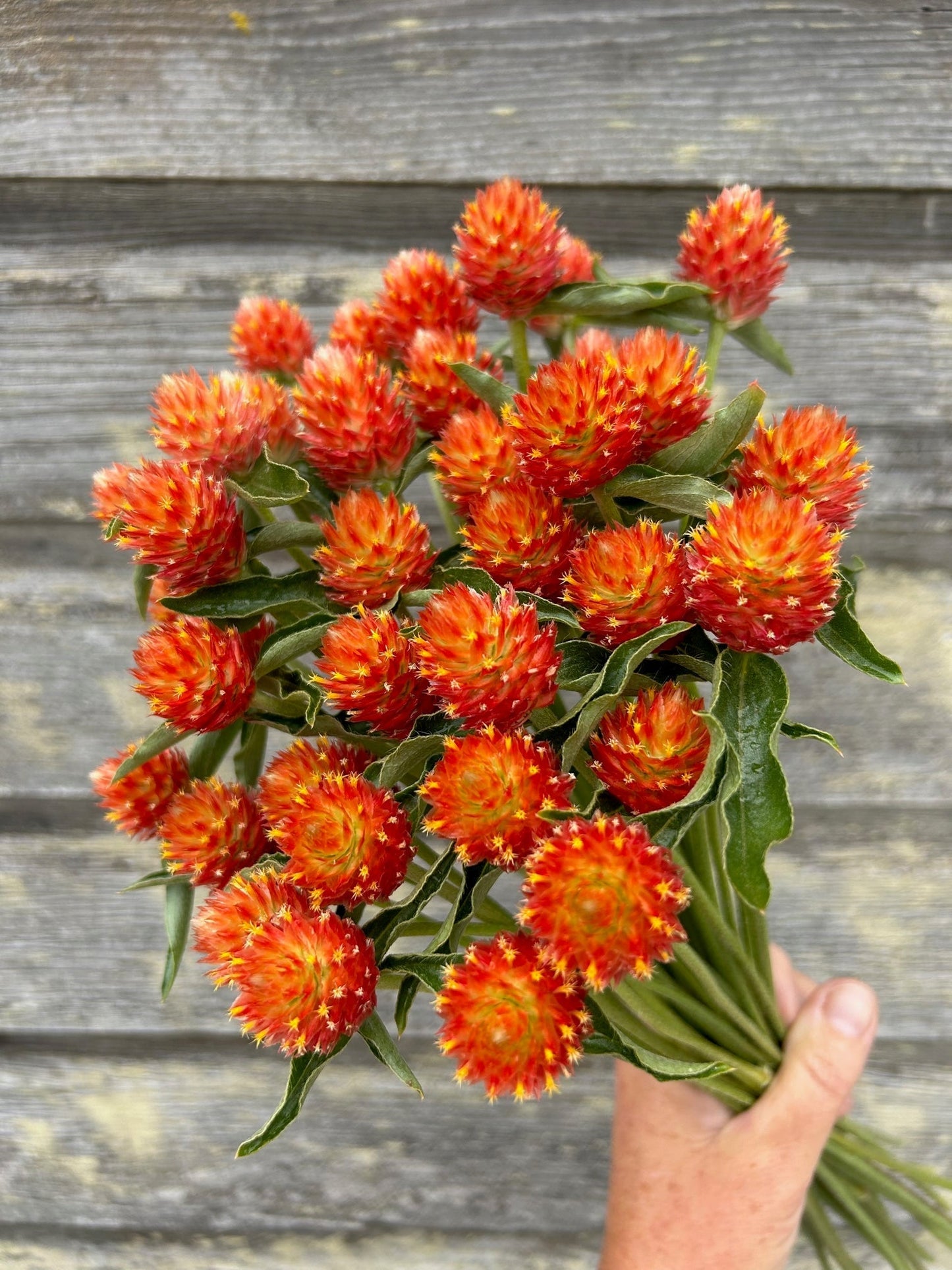 GOMPHRENA - ORANGE