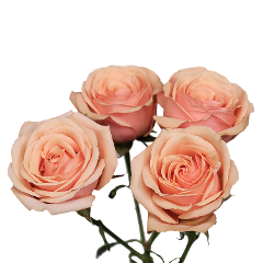 SPRAY ROSE - BABY ROSEVER