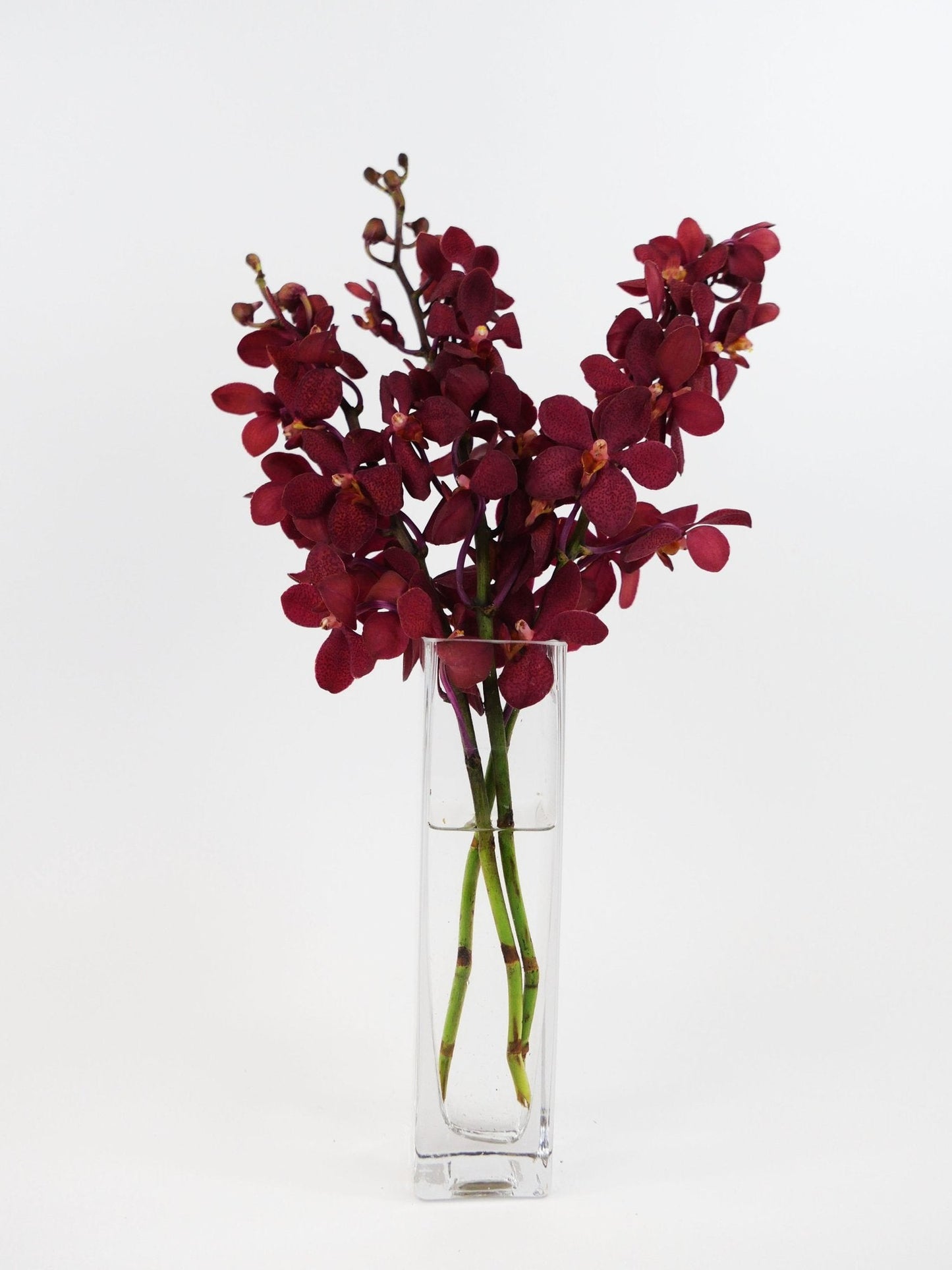 DENDROBIUM - BURGUNDY MOKARA