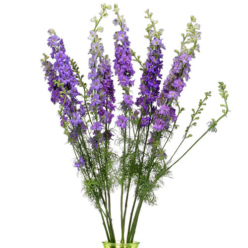 LARKSPUR - LAVENDER