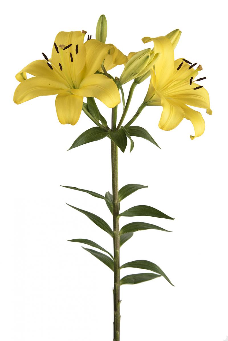 LILLIES - LA YELLOW