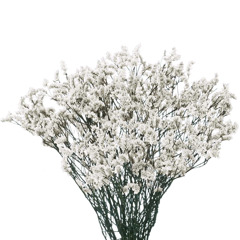 LIMONIUM - WHITE