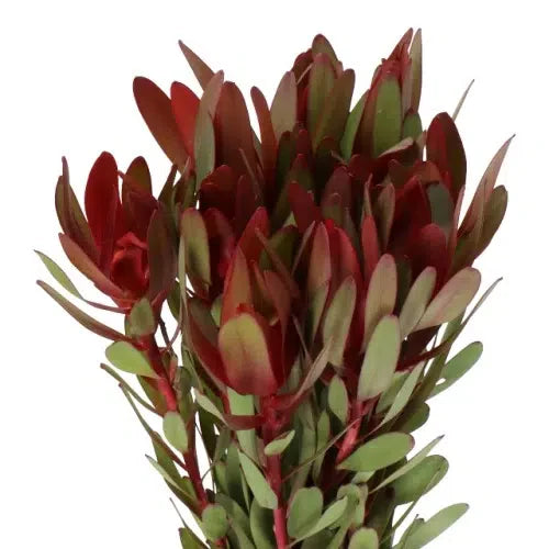 LEUCADENDRON - SAFARI