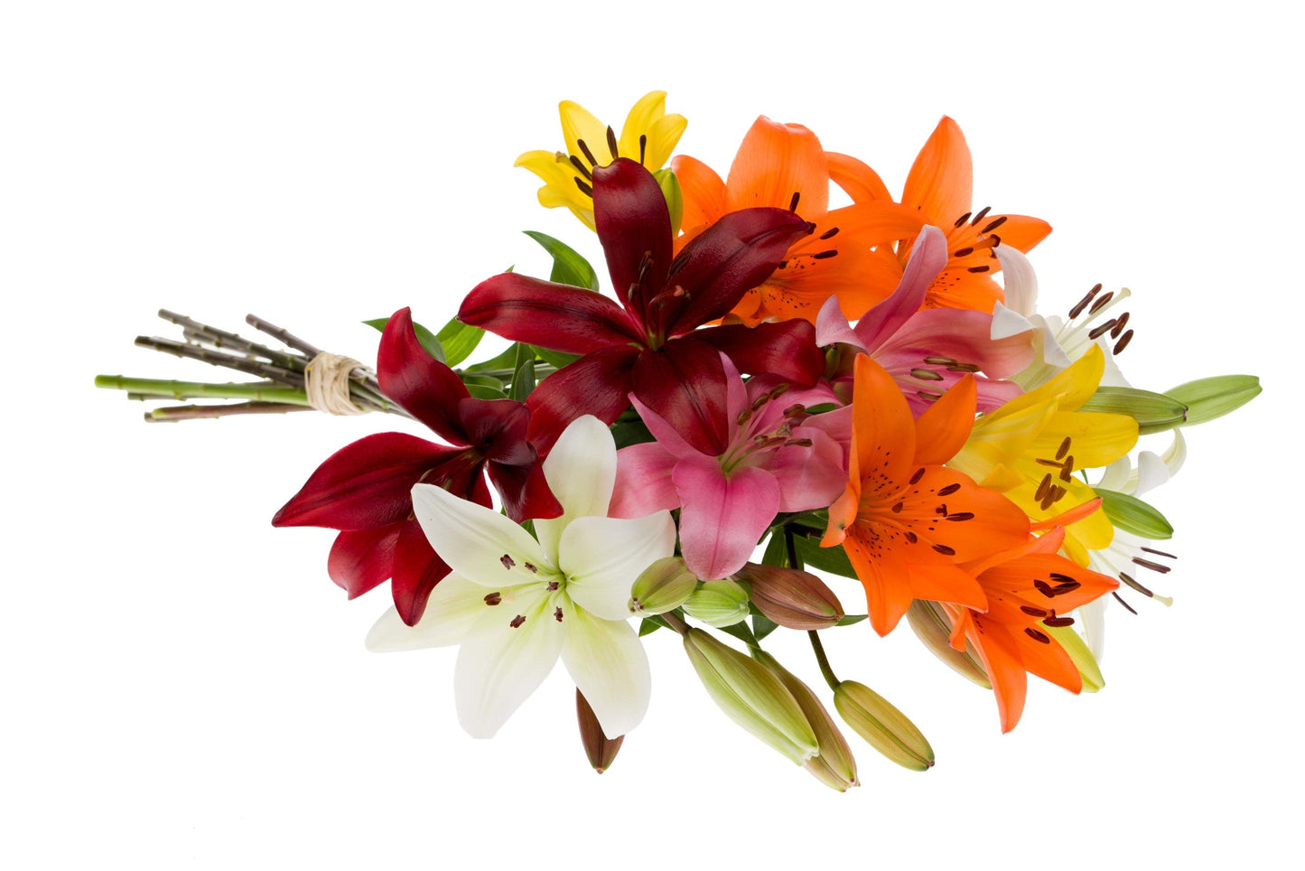 LILLIES - LA ASSORTED S.O.