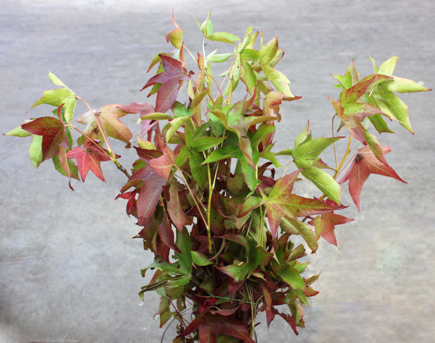 GREENERY-LIQUID AMBER