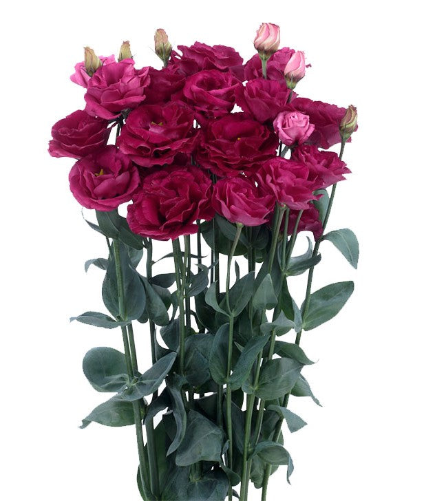 LISIANTHUS - MAGENTA