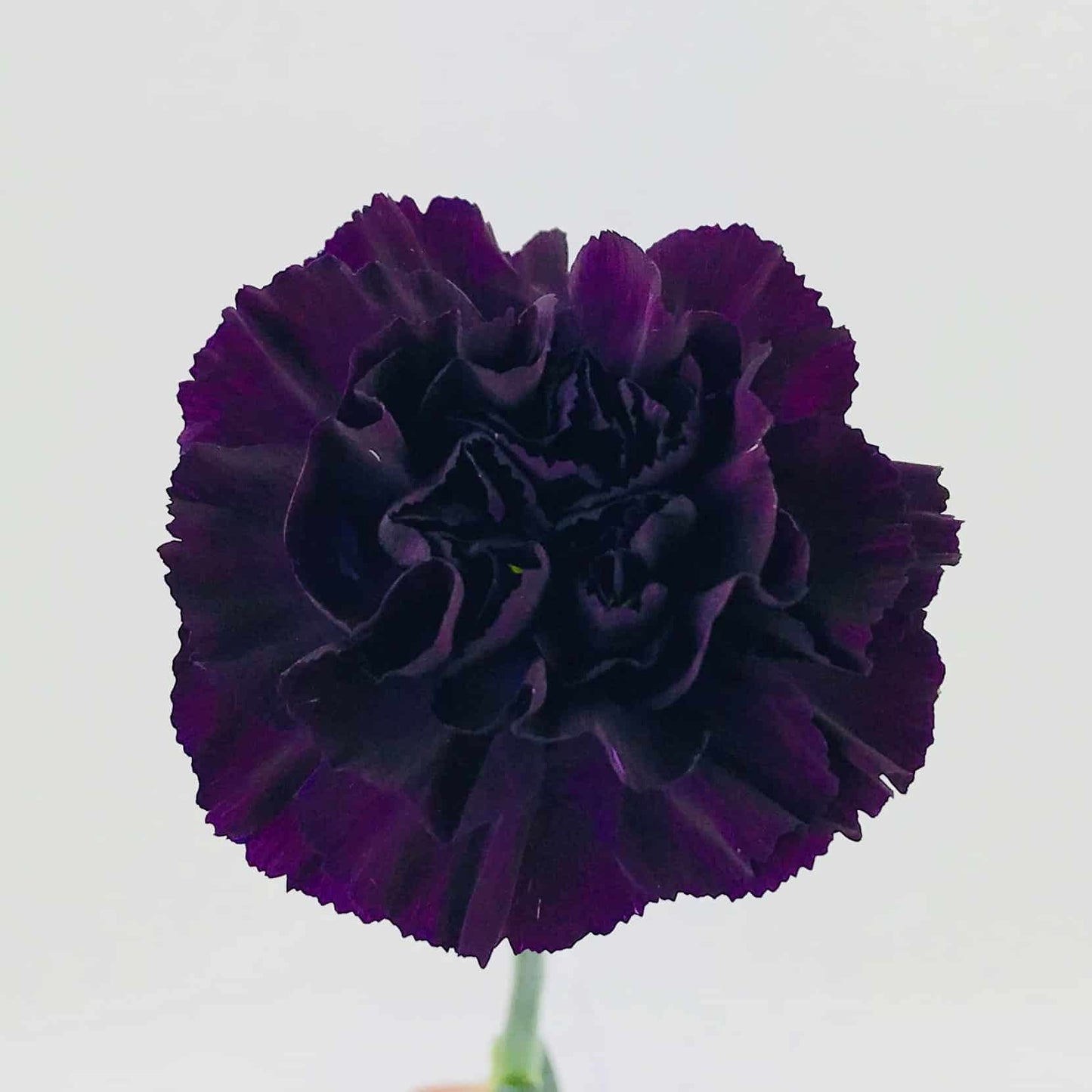 CARNATION - MOONVISTA