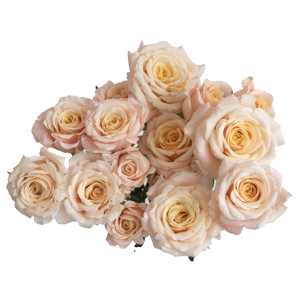 SPRAY ROSE - PEACH MORNING STAR