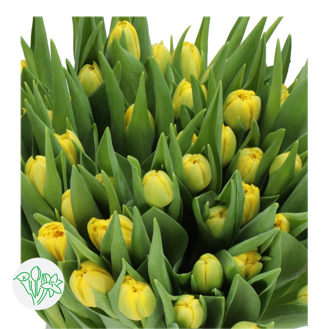 TULIPS - DOUBLE YELLOW