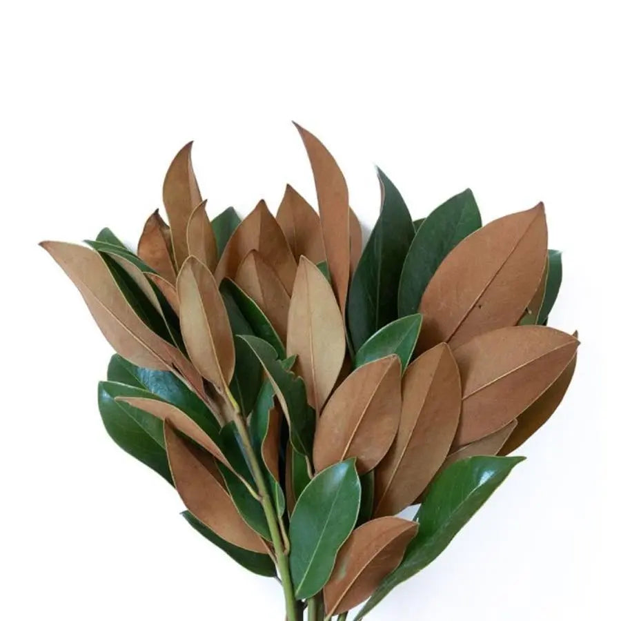 GREENERY - MAGNOLIA TIPS