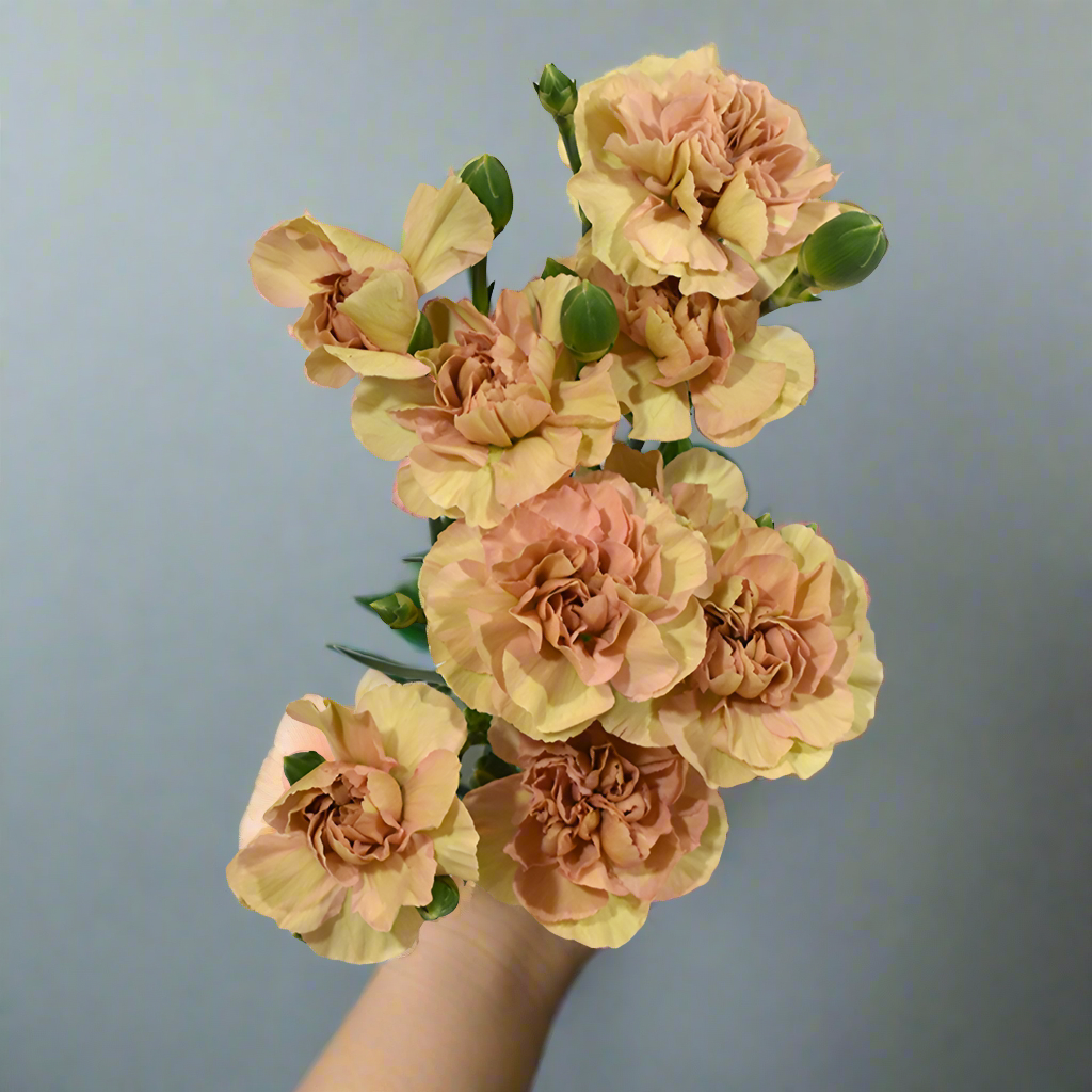 MINI CARNATION - TERRACOTTA