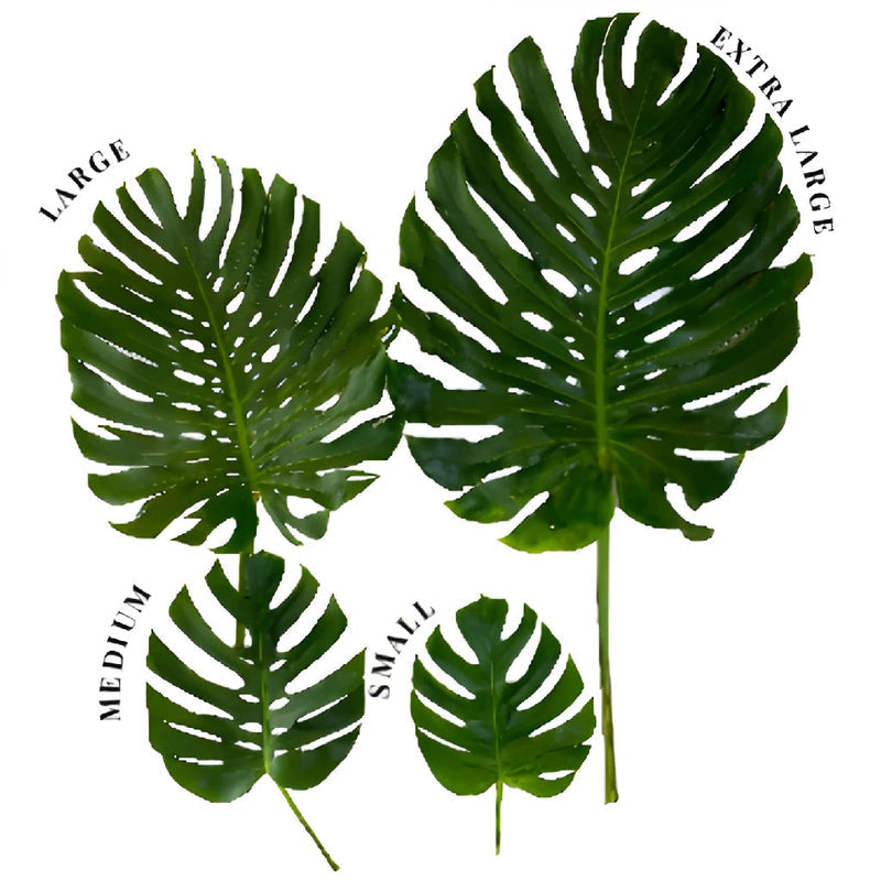 GREENERY - MONSTERA LARGE