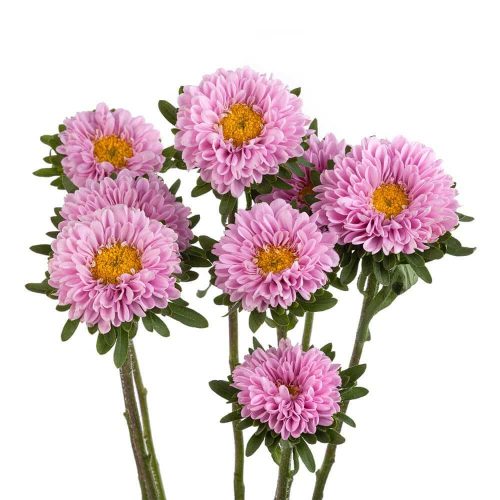 ASTER MATSUMOTO - PINK