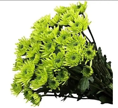 POMP - GREEN ANTHOS