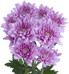POMP - LAVENDER CUSHION