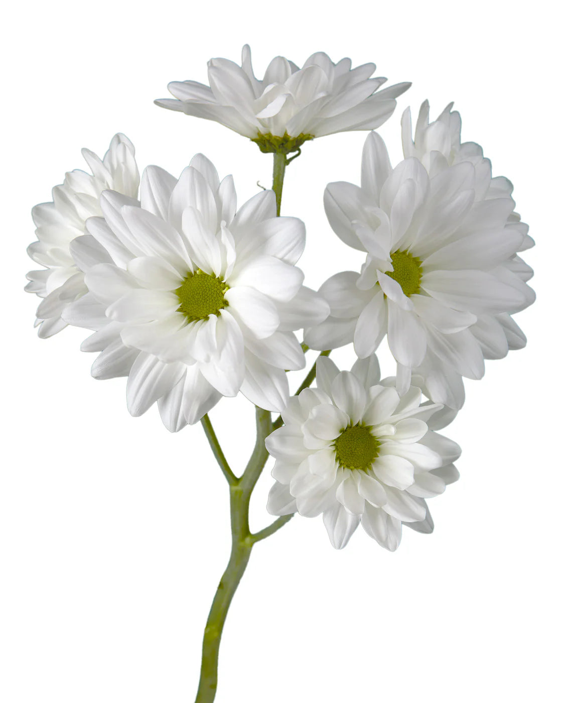 POMP - WHITE DAISY