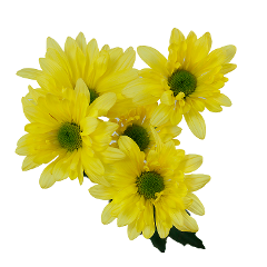 POMP - YELLOW DAISY