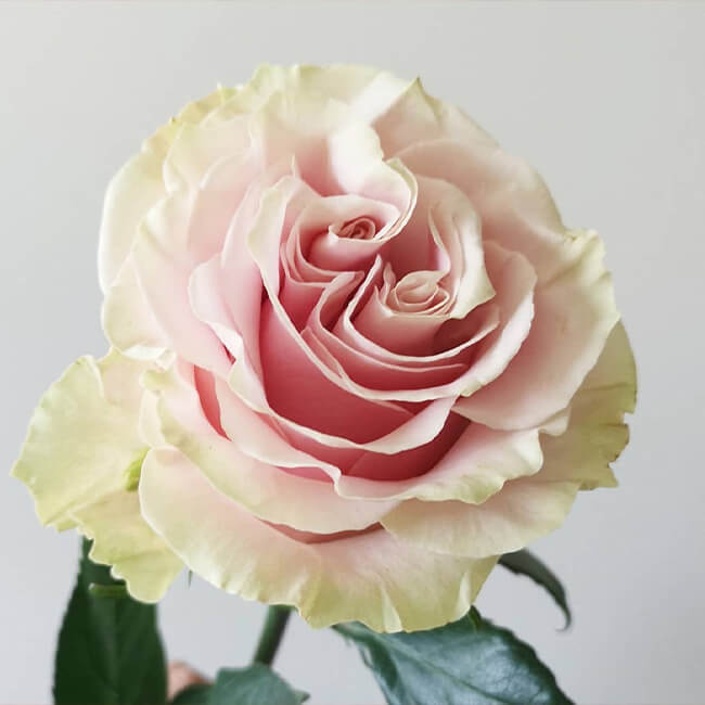 ROSE - LIGHT PINK MONDIAL 50 CM