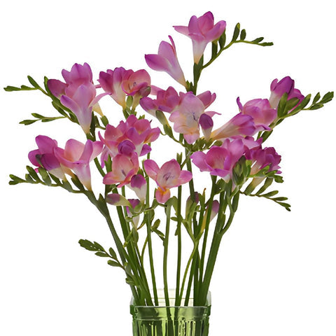 FREESIA - PINK