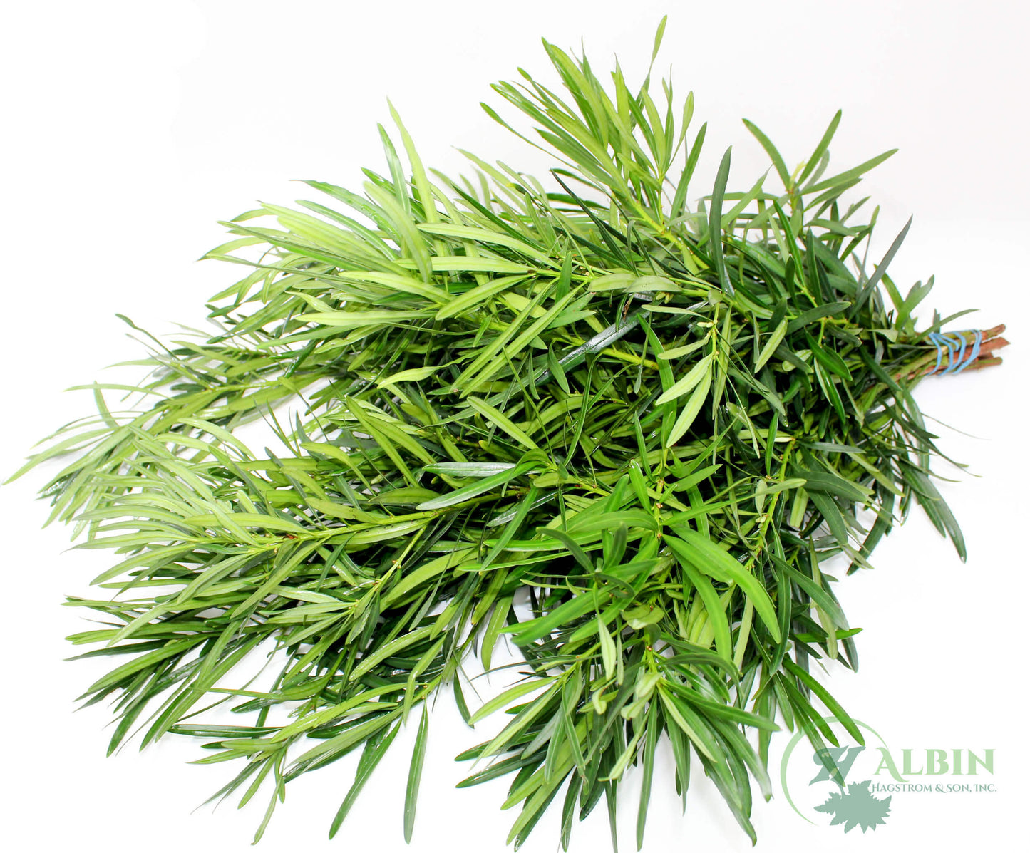 GREENERY - PODOCARPUS