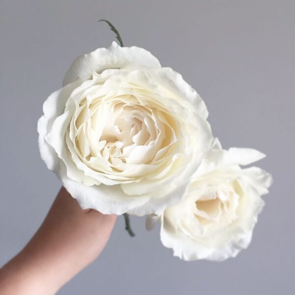GARDEN ROSE - PRINCESS MIYUKI