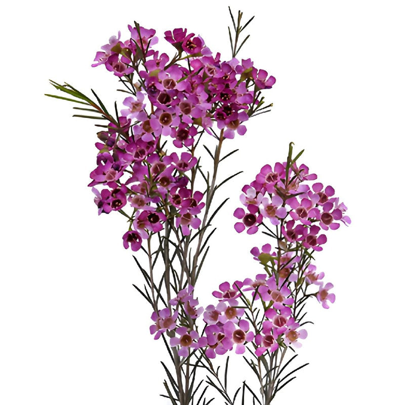 WAXFLOWER - PURPLE