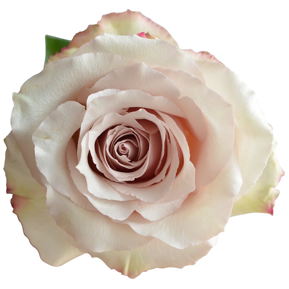 ROSE - BEIGE QUICKSAND