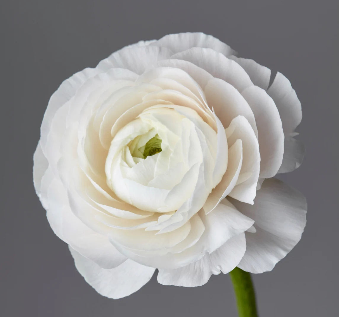 RANUNCULUS - WHITE