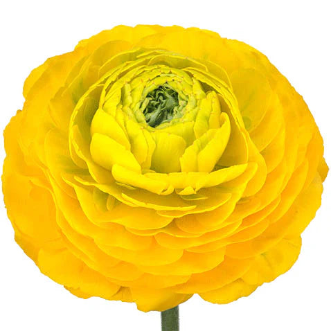 RANUNCULUS - YELLOW