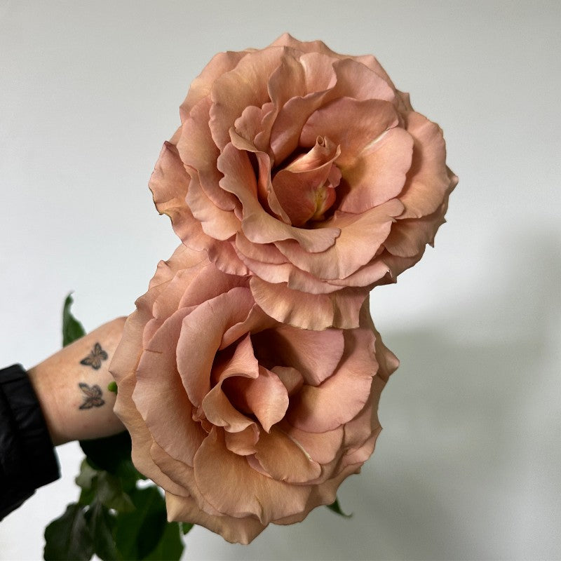 ROSE - EARTH TONE MOAB