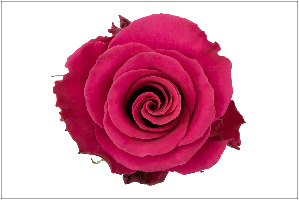 ROSE - HOT PINK JACARANDA