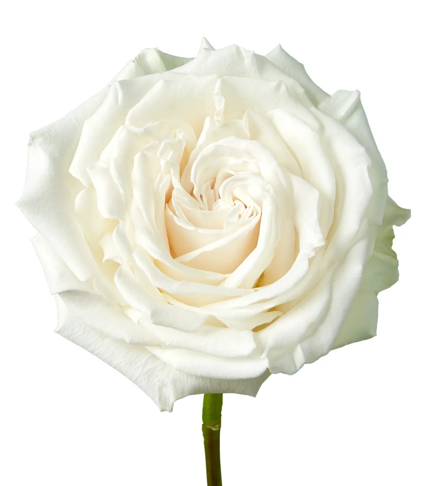 ROSE - WHITE PLAYA BLANCA