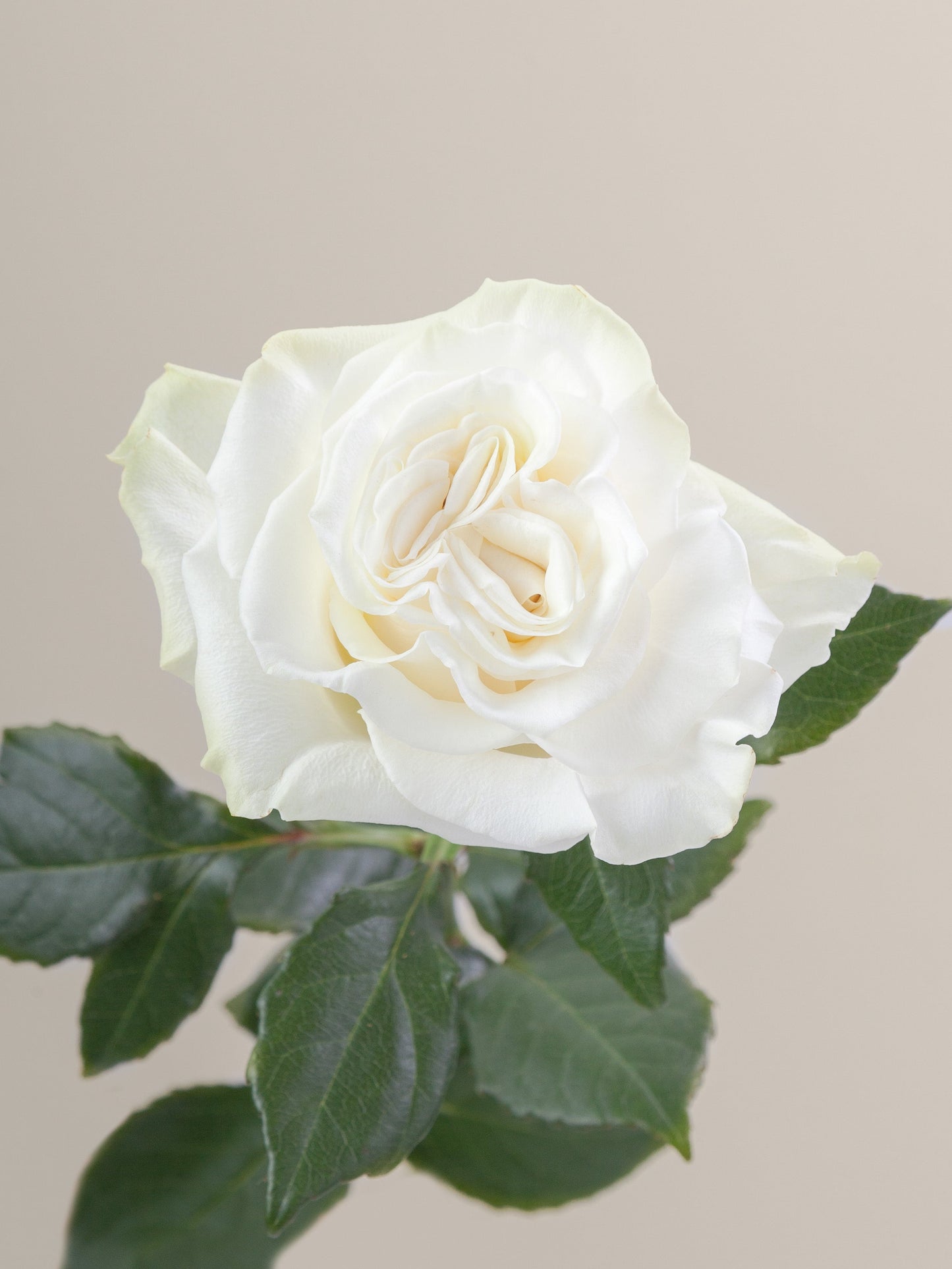 ROSE - WHITE ASPEN 70 CM