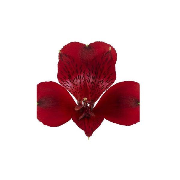 ALSTROEMERIA - BURGUNDY