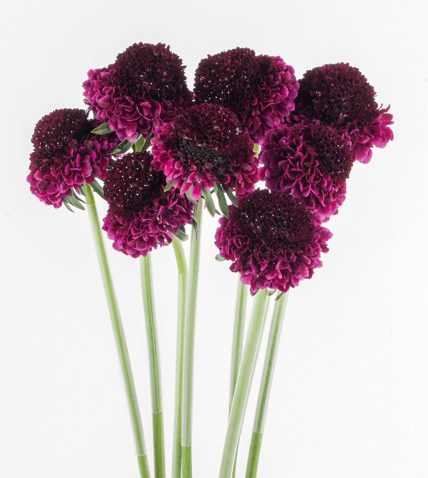 SCABIOSA - RED VELVET BURGUNDY