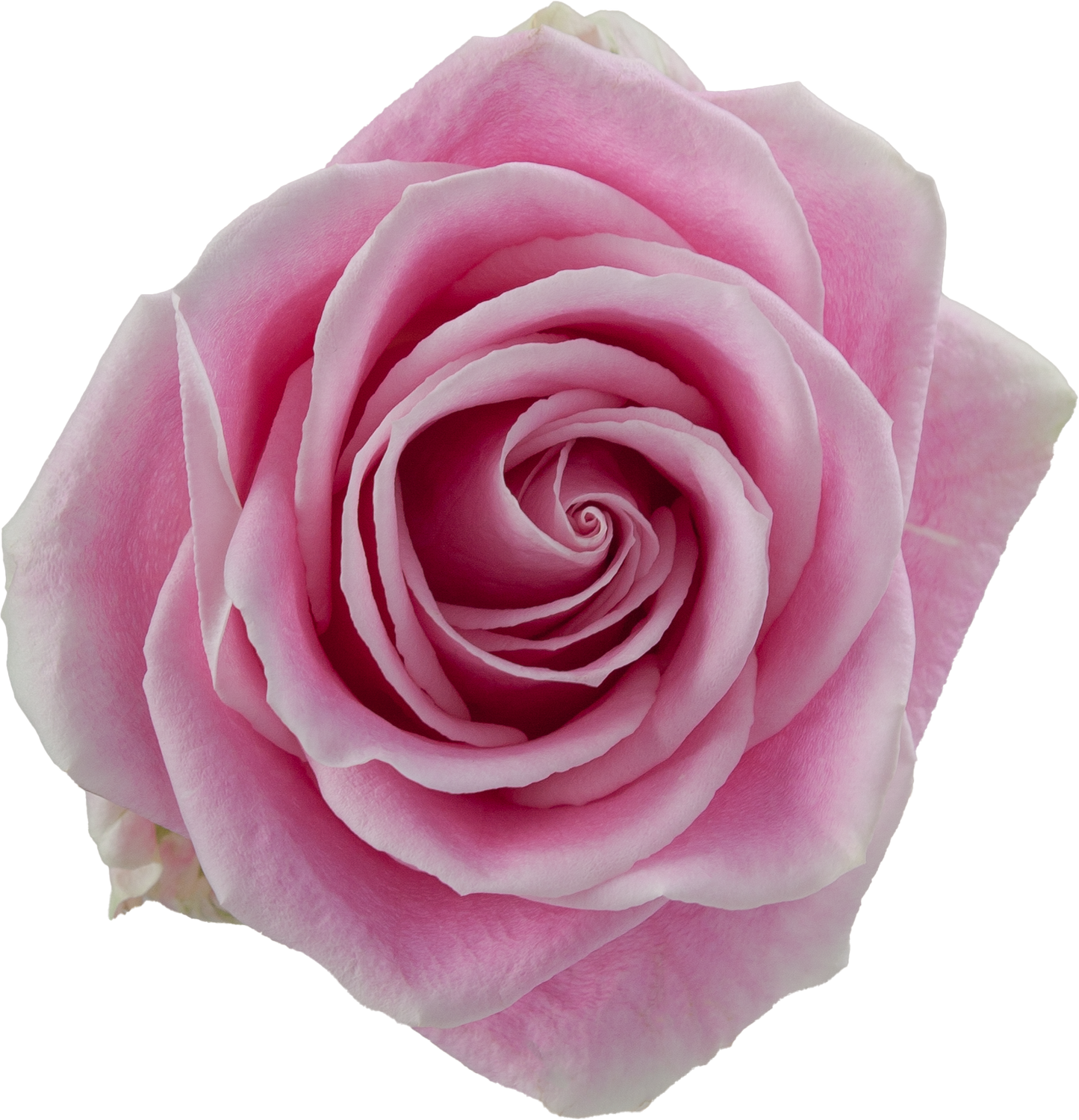 ROSE - PINK ROSITA VENDELA