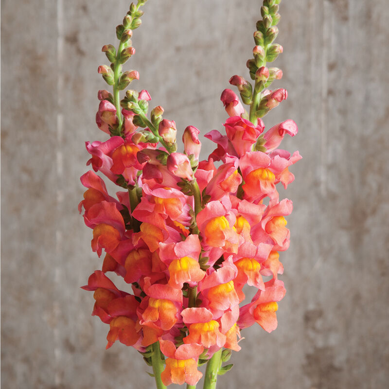 SNAPDRAGON - ORANGE