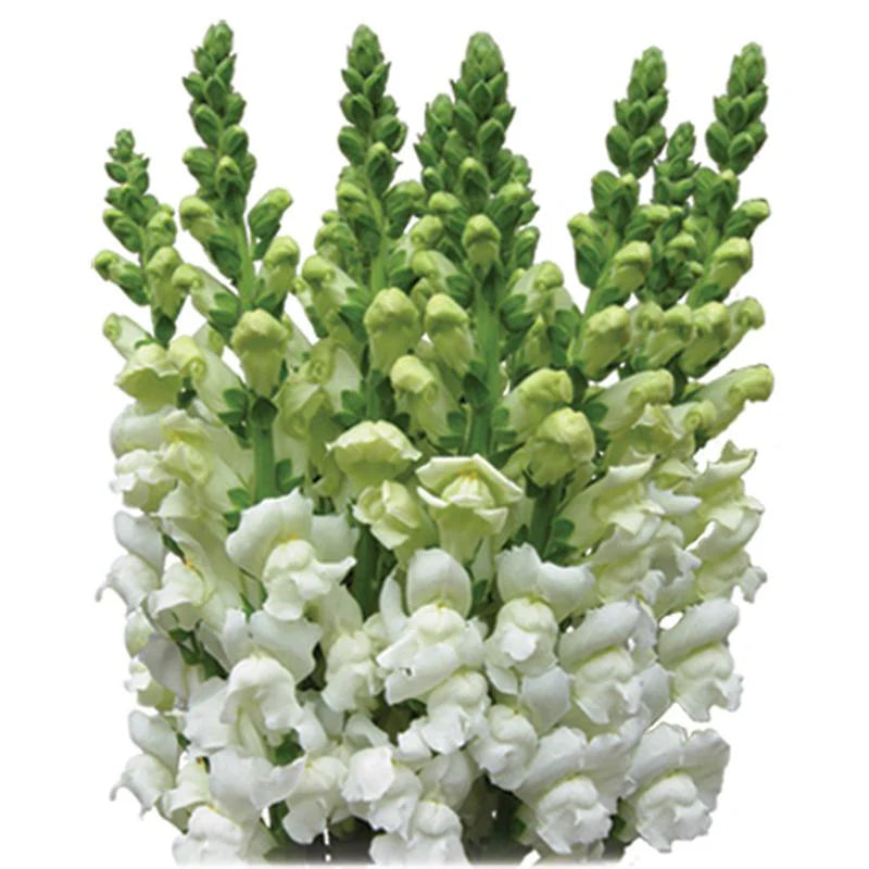 SNAPDRAGON - WHITE