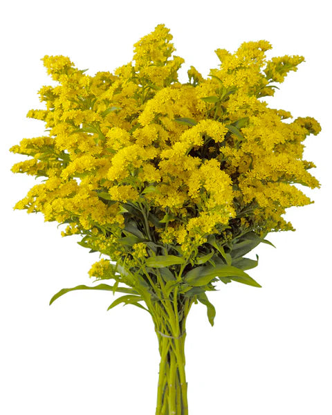 SOLIDAGO